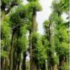 香樟樹