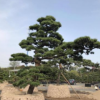湖南羅漢松20公分造型羅漢松價(jià)格
