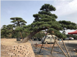 湖南羅漢松,造型羅漢松盆景，羅漢松古樁，20公分羅漢松價格