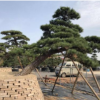 湖南羅漢松,造型羅漢松盆景，羅漢松古樁，20公分羅漢松價(jià)格