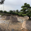 湖南15-20-25-30公分桂花價(jià)格及移栽衰弱復(fù)壯措施