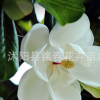 廣玉蘭花木庭院種植觀賞氣味芳香美化環(huán)境室內(nèi)盆栽規(guī)格齊全廣玉蘭