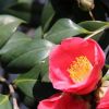 山茶花