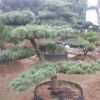 五針?biāo)?/></a>
<div><a href=