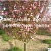 苗圃批發(fā)櫻花樹苗重瓣日本晚櫻小苗早櫻綠化樹苗當(dāng)年開花8-13公分