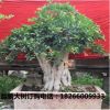 苗圃直銷1-20公分大果甜石榴樹苗批發(fā)果樹苗木盆景石榴樹樁盆景