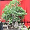 盆景植物室內(nèi)大中型辦公室桌面植物石榴樹(shù)樁盆景苗圃直銷(xiāo)石榴樹(shù)