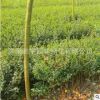 基地直銷工程綠化苗木 小葉女貞 四季常青小葉女貞小苗規(guī)格齊全