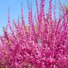 低價(jià)供應(yīng)綠葉榆葉梅 美人梅 重瓣榆葉梅工程苗