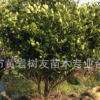 緊急處理 10年黃巖橘樹8-10年桔子樹黃巖蜜橘 600棵現貨