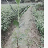 出售優質黃柏幼苗 江津苗木 江津花椒 慈云 手機13883418078