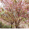櫻 花苗 江津苗木 花椒 桂花手機13883418078