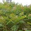 出售優質香椿幼苗 江津苗木 江津花椒 慈云13883418078