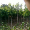 陜西香花槐報價_香花槐供應_香花槐基地
