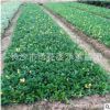 湖南長沙樂慧苗圃批發茶梅樹苗 20-30-50-80-100-120公分茶梅球