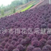 湖南長沙批發冠幅60-80-100-120-150公分紅繼木球類苗木價額圖片
