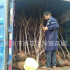 園林綠化苗木行道樹 地栽盆栽庭院花壇植物 胸襟2到6cm優質櫻花樹