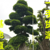 20公分小葉榕 30公分小葉榕 40公分小葉榕 50公分小葉榕價格