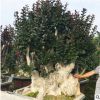 廣西紫薇樁頭價格 廣西紫薇樁頭批發 廣西紫薇樁頭種植基地