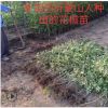 花椒樹苗地栽花椒樹南北方種植大紅袍花椒苗優(yōu)質(zhì)壯苗成活率高耐寒