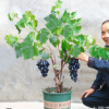 葡萄苗樹嫁接爬藤當(dāng)年結(jié)果庭院盆栽苗無籽葡萄南方北方無核葡萄苗