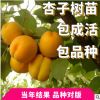 杏樹苗地栽盆栽杏樹庭院果樹早熟紅杏蜜杏南北方種植果樹耐寒成活