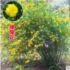 叢生棣棠花耐寒花卉地被景觀花壇庭院墻角廠區(qū)觀賞綠化工程棣棠花