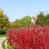 紅瑞木苗木地被景觀花卉紅瑞木街道公園景區(qū)綠化植物耐寒彩色坡地