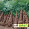 棕櫚樹棕樹唐棕庭院栽植別墅觀賞廠區(qū)公園綠化樹木耐寒四季常青