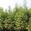 水杉樹苗中華水杉樹杉樹苗綠化工程廠區(qū)公園行道樹易成活耐水河岸