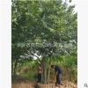 苗圃批發單桿/多桿叢生樸樹 造型樸樹公園廣場 規格齊全