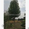 批發樂昌含笑 15公分大樂昌含笑樹苗 價格實惠