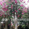 批發風景樹紫薇樹苗 冠幅5-6米 高度6-7米的紅花紫薇百日紅