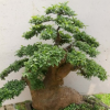 精品大型榆樹(shù)老樁盆景 造型榔榆盆景樹(shù)樁 別墅庭院私家花園種植