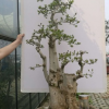 批發(fā)對接白蠟盆景綠化景觀樹 對節(jié)白蠟盆栽 對節(jié)白蠟綠化苗木