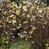 大量供應(yīng)結(jié)香花 苗