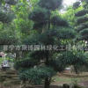 揭陽造型羅漢松小苗樹苗古樹普寧造型羅漢松日本產地基地直銷