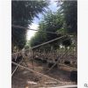 廣東房地產貨源。揭陽藍花楹基地。普寧直銷價格。市政工程。園林