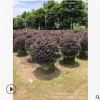 廣東亭院藻類。揭陽實球類。紅花繼木球。紅繼木景區設計。基地批