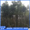 揭陽陰香樹袋苗。基地直銷。產地批發。市政工程。園林綠化。