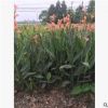 四川苗木 批發(fā)水生植物 蒲葦 狼尾草 水生美人蕉 美人蕉