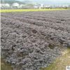 紅花檵木毛球工程采購量大從優(yōu)基地直銷批發(fā)規(guī)格齊全裸根盆栽