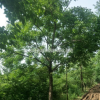 大量出售重陽木/江蘇苗圃重陽木價格/重陽木基地照片