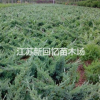 鋪地柏30公分40公分50公分60高公分*新價