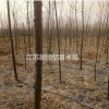 江蘇沭陽苗圃出售1-15公分意楊綠化工程苗，量大從優