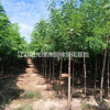 江蘇苗圃刺槐價格/刺槐照片/刺槐基地