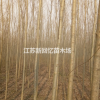 江蘇沭陽基地供美國竹柳5公分6公分7公分8公分9公分10公分
