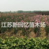 江蘇沭陽灑金柏30公分40公分50公分價格_灑金柏批發