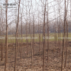 白楊樹價格_白楊樹基地_白楊樹產地_白楊樹綠化苗木苗圃基地