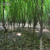 榆葉梅價格_榆葉梅圖片_榆葉梅產地_榆葉梅綠化苗木苗圃基地